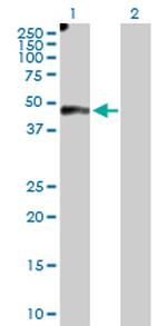 EFEMP2 Polyclonal Antibody, MaxPab™