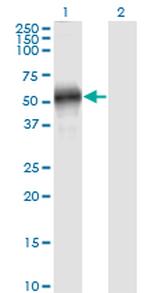 EFEMP2 Antibody in Western Blot (WB)