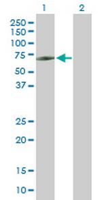 TBX21 Antibody in Western Blot (WB)