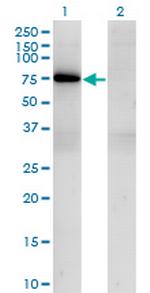 TBX21 Antibody in Western Blot (WB)