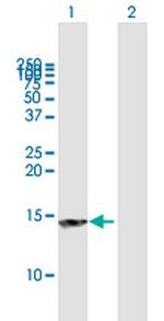 NT5C Polyclonal Antibody, MaxPab™