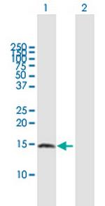 ZNRD1 Polyclonal Antibody, MaxPab™