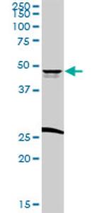CD209 Antibody in Western Blot (WB)