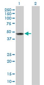 CD209 Polyclonal Antibody, MaxPab™