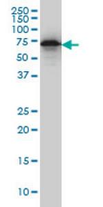 EHD2 Monoclonal Antibody (2D8)