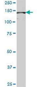 PIK3R4 Monoclonal Antibody (2E7)