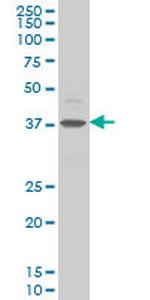 CHST11 Monoclonal Antibody (4F1)
