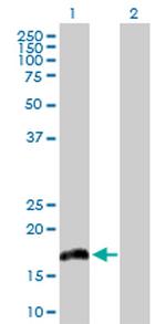 IL20 Polyclonal Antibody, MaxPab™