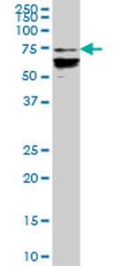 DEF6 Antibody in Western Blot (WB)