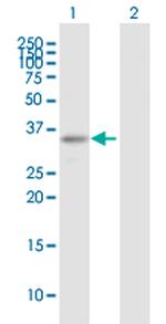 ARHGEF3 Antibody in Western Blot (WB)