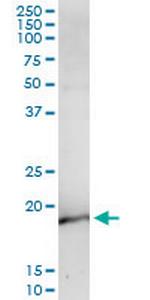 NEUROG3 Monoclonal Antibody (4B7)