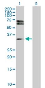 HDGFRP3 Polyclonal Antibody, MaxPab™