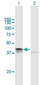 DHH Antibody in Western Blot (WB)