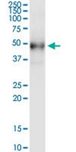 DHH Monoclonal Antibody (4F10)