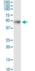 DHH Monoclonal Antibody (3G10)