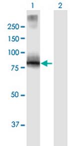 VILL Polyclonal Antibody, MaxPab™