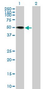HNT Polyclonal Antibody, MaxPab™