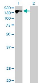 CDON Polyclonal Antibody, MaxPab™