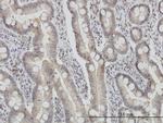 FIS1 Monoclonal Antibody (1G9)