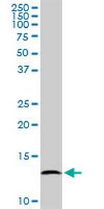BOLA1 Polyclonal Antibody, MaxPab™