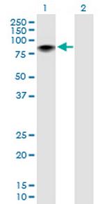 ZBTB7B Polyclonal Antibody, MaxPab™