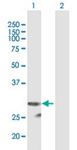 PI15 Polyclonal Antibody, MaxPab™