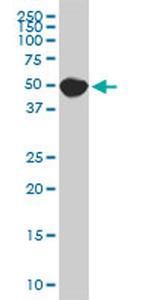 SPG3A Antibody in Western Blot (WB)