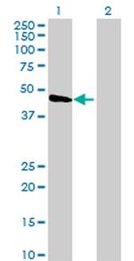 YARS2 Antibody in Western Blot (WB)