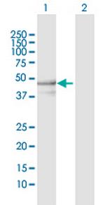 YARS2 Polyclonal Antibody, MaxPab™