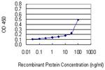 MRPL4 Antibody in ELISA (ELISA)