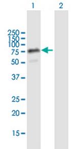 THAP4 Polyclonal Antibody, MaxPab™