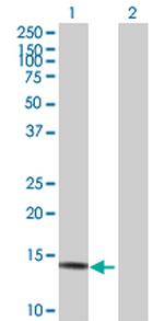 NDUFA13 Polyclonal Antibody, MaxPab™