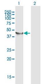 TRNT1 Polyclonal Antibody, MaxPab™