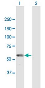 WDR50 Polyclonal Antibody, MaxPab™
