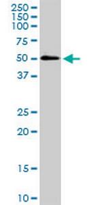 SH3GLB1 Polyclonal Antibody, MaxPab™