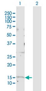 GOLGA7 Polyclonal Antibody, MaxPab™