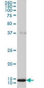 GOLGA7 Monoclonal Antibody (2H8)
