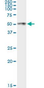 ANGPTL4 Monoclonal Antibody (1A12)