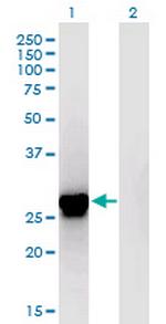 ING4 Monoclonal Antibody (8F7)