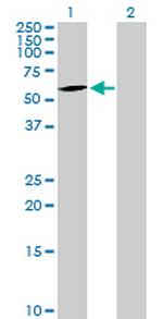 CERCAM Polyclonal Antibody, MaxPab™
