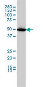 SLC45A2 Monoclonal Antibody (2F4)