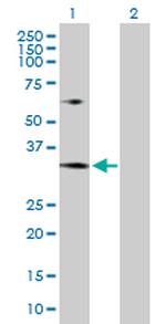 MRTO4 Polyclonal Antibody, MaxPab™