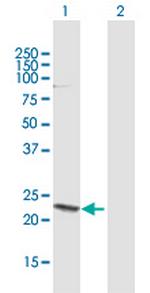 HN1 Polyclonal Antibody, MaxPab™