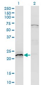 HN1 Monoclonal Antibody (3G6)