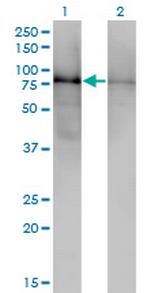 DBR1 Monoclonal Antibody (3A7)