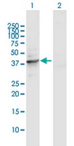 TUBD1 Polyclonal Antibody, MaxPab™