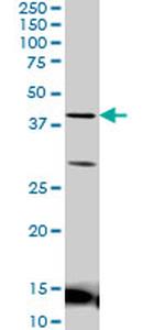 LEF1 Antibody in Western Blot (WB)