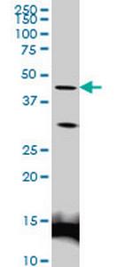 LEF1 Antibody in Western Blot (WB)