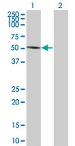 LEF1 Antibody in Western Blot (WB)