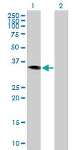 HAO2 Polyclonal Antibody, MaxPab™